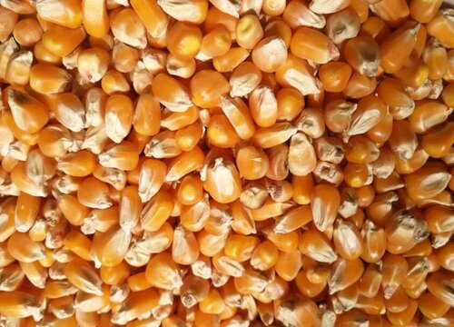 2022国产玉米新品种（最新国审审定的高产玉米品种）