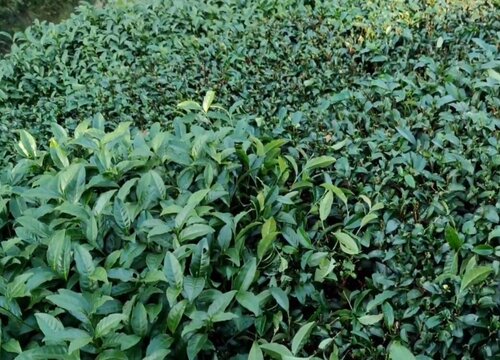 茶树用什么肥料长得快