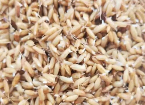 黄金米的功效与作用及食用方法