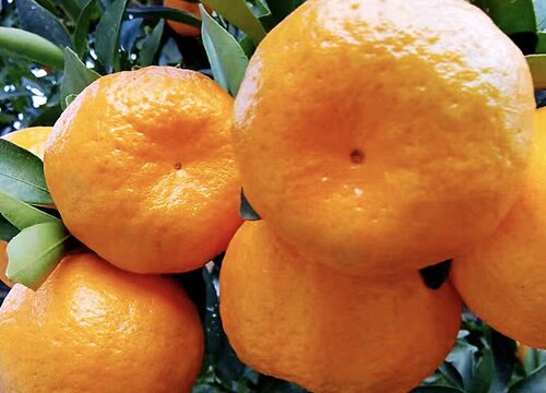 柑子和橘子的区别图片