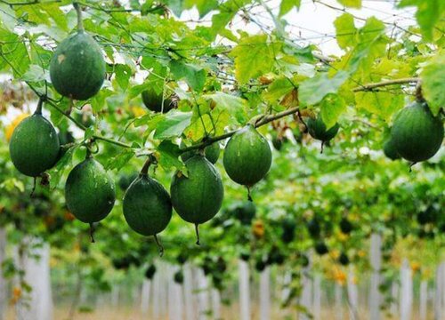 瓜蒌的种植方法和时间 瓜蒌子什么时候种植与栽培技术