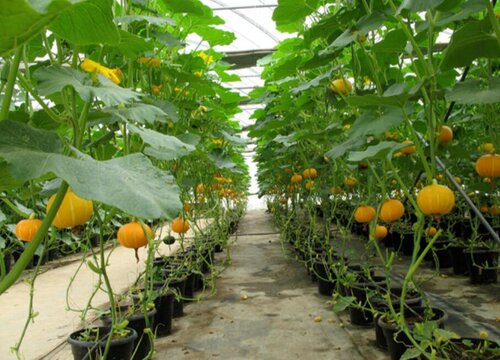 大棚南瓜种植技术与管理要点 冬季大棚南瓜栽培技术
