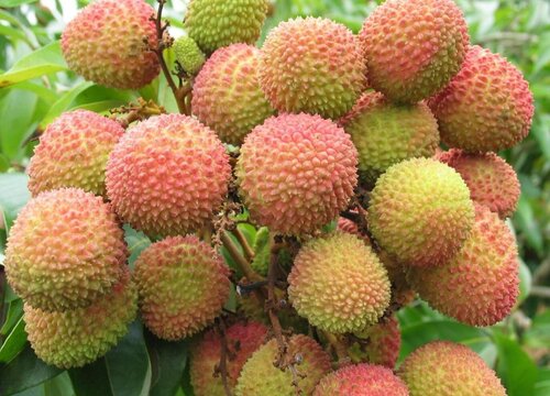 广州盛产什么水果有名