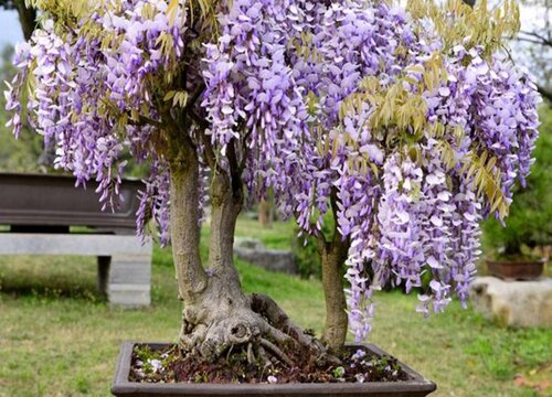 紫藤盆栽的种植方法 一般用多深的盆栽种