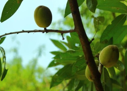 目前最好的桃树品种 最有前景的早熟桃树品种排名