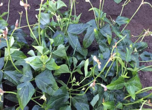 春豆角种植时间和方法 适合什么时候栽种