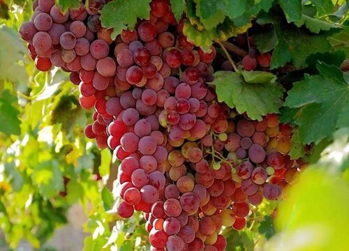 新疆葡萄哪个品种最好吃（吐鲁番无籽大葡萄真好吃）