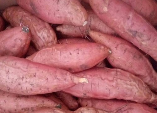 山东烟薯几月份成熟上市 一年四季都有吗