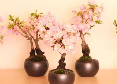 樱花盆景养护方法 盆栽樱花树的养殖注意事项