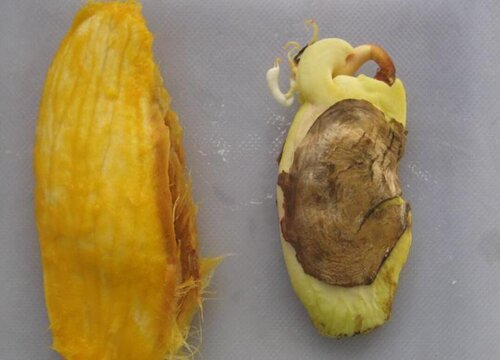 芒果种子怎么发芽种植 种子发芽栽培图解