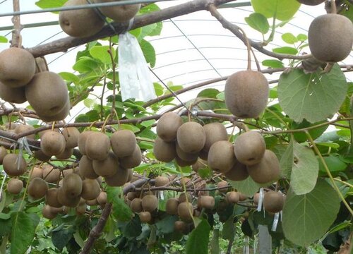 软枣猕猴几年结果实 种植多久挂果