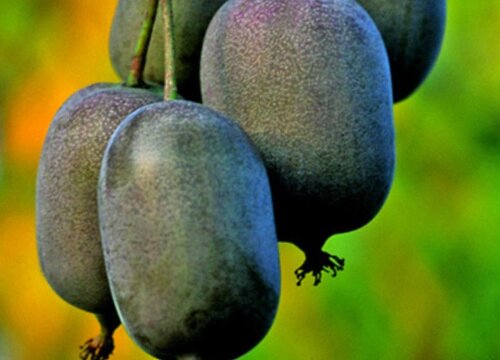 软枣猕猴桃种植技术与管理