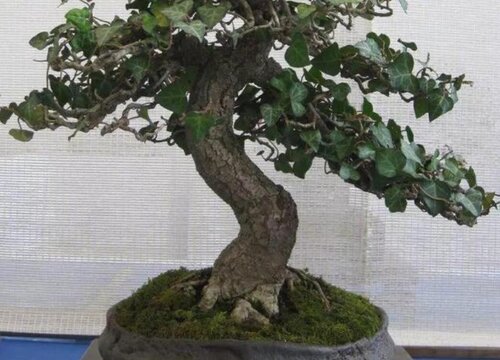 常春藤喜阳还是喜阴的植物不见阳光可以吗