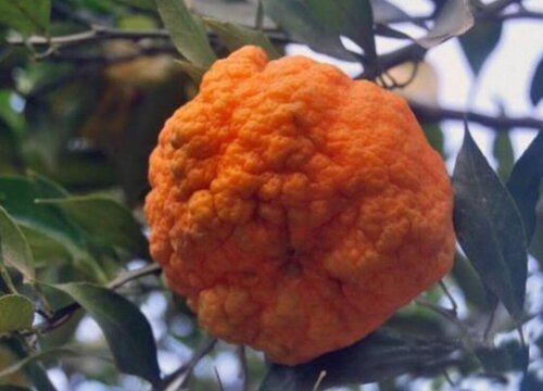丑橘几月份成熟
