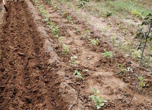 露天豆角的种植方法和时间 露地种豆角最晚什么时间