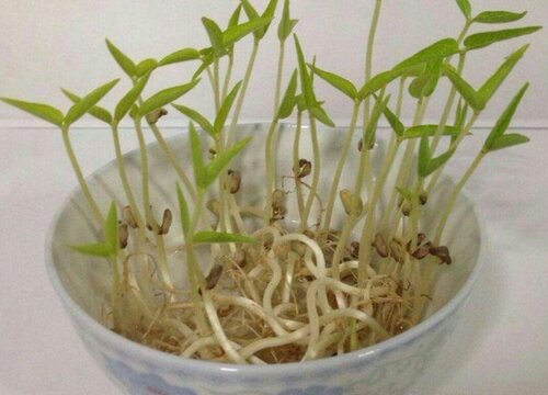 豆芽的种植方法步骤 种豆芽的过程图解