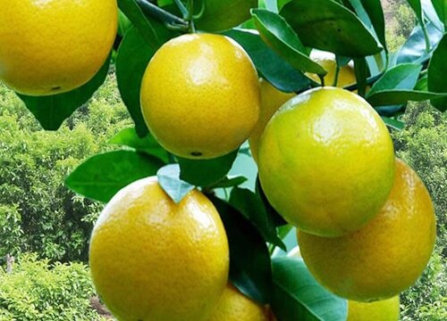 柑橘生长需要哪些肥料（橘子全年科学施肥时期和方案）