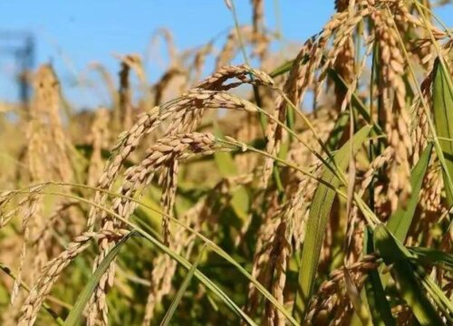东北水稻亩产量一般多少斤 正常种植一亩水稻的年利润