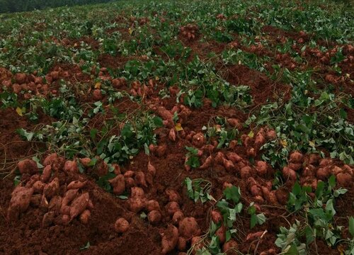 红薯什么季节种植最好 红薯种植时间和方法