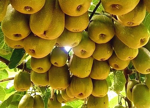 甘肃水果特产有哪些 盛产什么水果有名