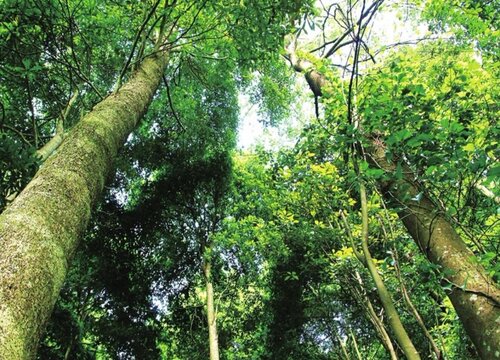 楠木的生长周期是多长时间