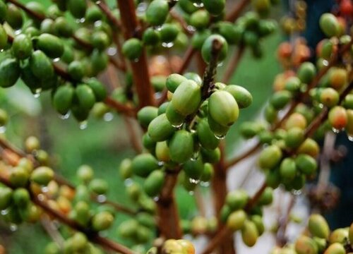 咖啡树品种分类及特点 咖啡树有哪几种
