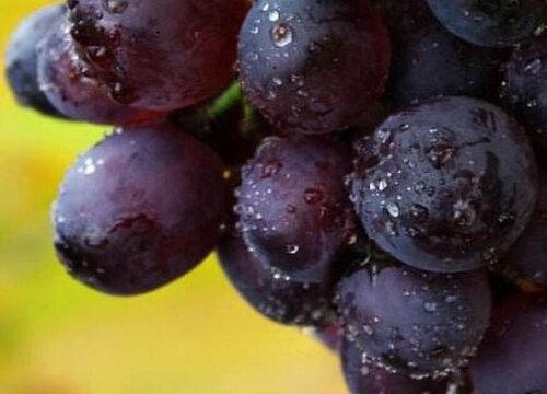 新鲜葡萄可以冷冻保存吗 能放冰箱冷冻吗