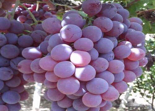 葡萄怎么栽种效果好 简单的葡萄栽培技术及方法步骤