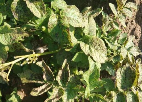 土豆病虫害防治方法与技术措施