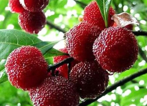 温州盛产什么水果有名