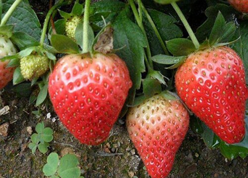 香野草莓品种介绍（优质日本香野草莓主要特点简介）