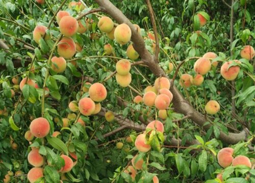 楮桃树的果实能吃吗