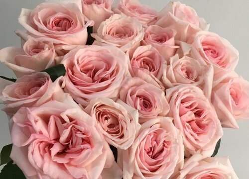 粉色玫瑰的花语是什么意思 不能随便送人（有讲究）