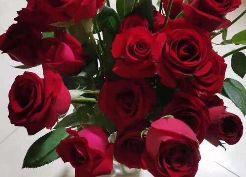 29朵红玫瑰花的花语是什么意思 代表什么意思