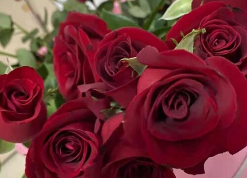 红玫瑰的花语是什么意思 送人代表的含义
