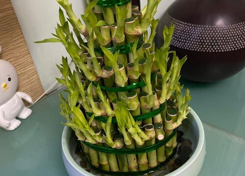 水培的富贵竹烂根黄叶的处理方法