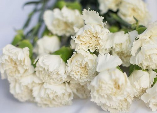 白康乃馨的花语是什么意思