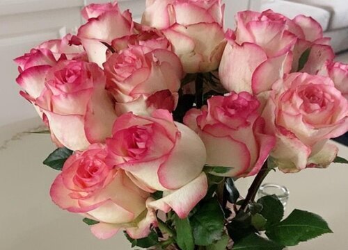 好看的玫瑰品种及图片 常见的最美玫瑰花品种介绍