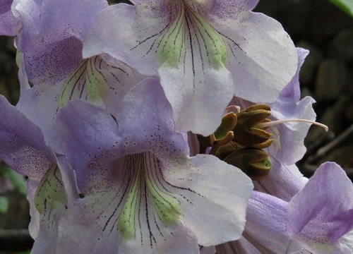 梧桐花的花语和寓意是什么意思 开花的含义