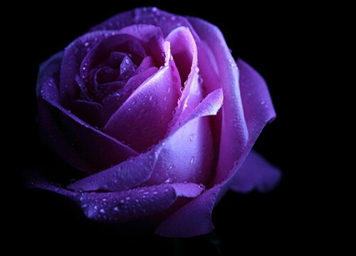 男人送紫色玫瑰代表什么意思（男生表达含义与象征意义）