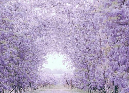 紫藤萝的花语和寓意