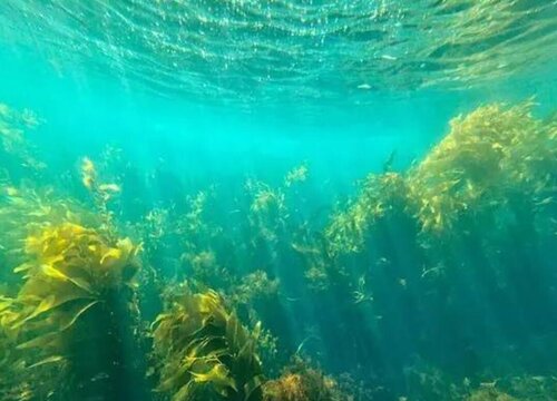 海藻是植物吗 属于动物还是植物