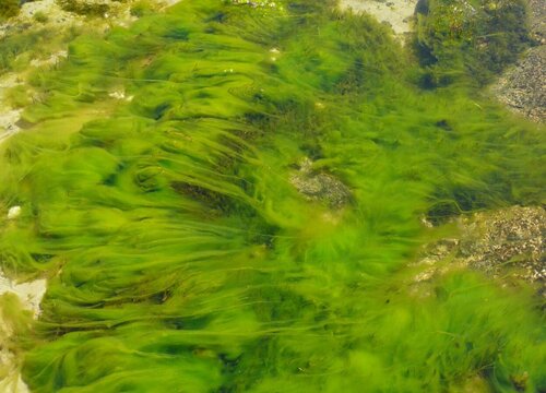 玻璃缸壁长的是绿藻还是青苔（鱼缸壁上绿色的是苔还是藻）