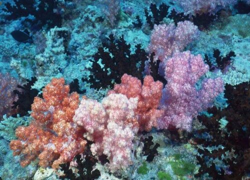 珊瑚是植物吗 属于海洋动物