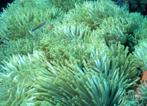 珊瑚是植物吗属于海洋动物 植物说