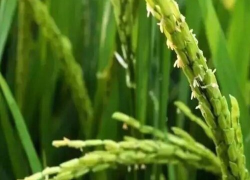 水稻剑叶过长对产量有影响吗（水稻剑叶长好还是短产量）