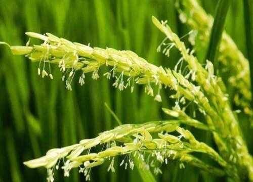水稻什么时候开花 开花是什么季节