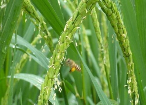 水稻病虫害综合防治技术与措施
