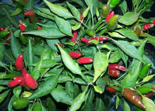 小米椒的种植方法和时间 种植技术要求