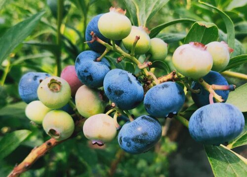 蓝莓是热带水果吗